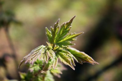 Acer miyabei - javor Miyabeův - list jaro (62)